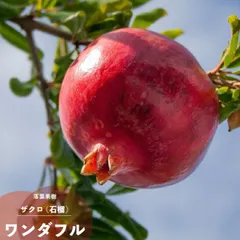 2025年最新】苗木の人気アイテム - メルカリ