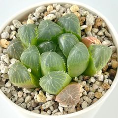 【多肉植物】グランディディエリ　超大イボオブツーサ