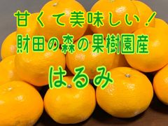 ♬プチプチ弾ける大粒果肉♬  ★農家直送★『はるみ』約5㎏ Mサイズ