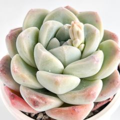 【多肉植物】エケベリア・アイスグリーン　Echeveria 'Ice Green'