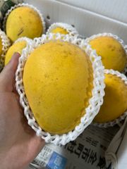 訳あり　金蜜 マンゴー 1キロ