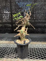 g*D様 コミフォラ アフリカーナ 極太 美枝 プラステラ180付き コミフォラ アフリカーナ 極太 美枝 プラステラ180付き