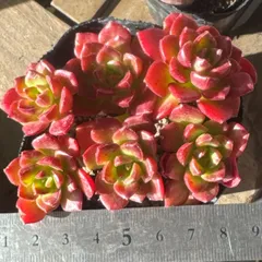 レティジア5苗＆セダム】初心者様オススメ♡ 木曜日発送 【公式通販】