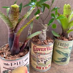【サンプル】缶プランツ 3個セット  観葉植物 観葉 植物 ガジュマル フィカス ミクロカルパ 多幸の木  幸せを呼ぶ木 タンクブロメリア ブロメリア アナナス インテリア プレゼント