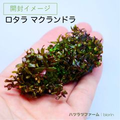 （１袋）（組織培養）ロタラ マクランドラ