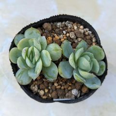 多肉植物　ラズベリーアイス２頭