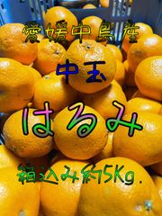 はるみ　中玉　箱込み約5Kg.