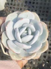 多肉植物　エケベリア　ラウイ　抜き苗　6-7cm 大株　抜き苗　１株
