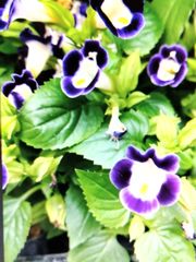 夏〜秋の花　トレニアの苗　（8本、植え時）