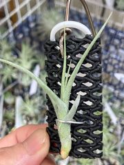 【ネコポス】チランジア カシュキン（ペルーインカゴールド） Tillandsia ‘Kashkin’（‘Peru Inca Gold’） キンクマ農園☆T0083