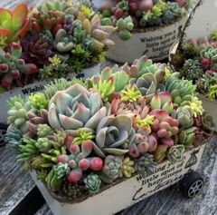 多肉植物寄せ植え そのまま飾れる 横長木箱♪︎* - メルカリ