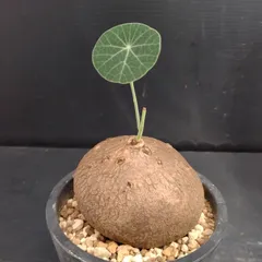 ステファニア ステファニア | STORES