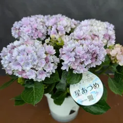 f8299.jpg