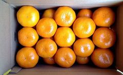 送料無料！淡路島極早生みかん5キロ