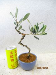[讃岐屋緑兵衛] オリーブ アルベッキーナ (62364均釉丸鉢)全高：25㎝※宅配便発送