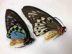 蝶の標本★マライタ島産アオメガネアゲハペアNo.1