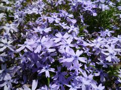 芝桜苗【50ポット】ガーデニングにピッタリのお花エメラルドクッションブルー　観葉植物