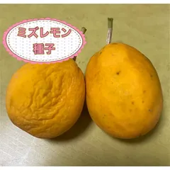 2025年最新】ミズレモン 種の人気アイテム - メルカリ