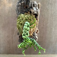 ディスキディア　ドラゴンジェイド　コルク  現品 Dischidia Dragon Jade 観葉植物 観葉 植物 珍奇植物 珍奇 珍しい 希少 つる性植物 つる性 吊るす 吊り下げ ハンギング インテリア プレゼント おしゃれ かわいい おうち時間 グリーン