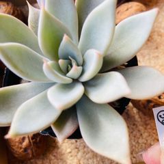 シルバーウルフ　エケベリア　多肉植物 38