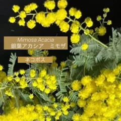 37  めい様❤︎専用　人気　フレッシュ　ミモザ　ネコポス　2月下旬〜3月上旬の発送予定ふわふわ〜先端つぽみまで　ふわふわミモザイエロー　可愛い　銀葉アカシアミモザ