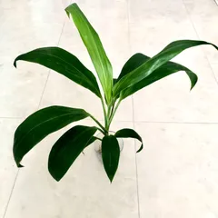 2025年最新】ティーリーフ 苗の人気アイテム - メルカリ