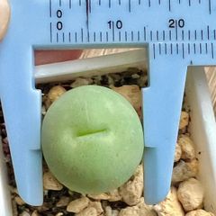 コノフィツム　カルキュルス 翡翠玉  1.6㎝  1玉 大苗 多肉植物　メセン　メルカリ便