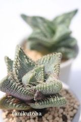 四海波 フォーカリア Mサイズ5.5cmポット Faucaria tigrina 多肉植物 多肉永遠
