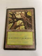 ☆中古☆トレーディングカード マジック・ザ・ギャザリング 沼 1
