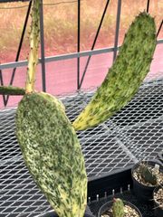 Opuntia vulgaris variegata "rainbow" オプンチア　サンバースト　カット苗　1パッド