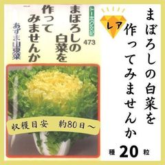【珍しい野菜の種】白菜「まぼろしの白菜をつくってみませんか」種２０粒