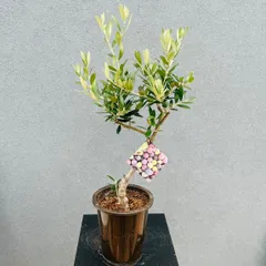 ［現品］【希少】 1番　オリーブ　アルベキーナ　6号　屋外　レア　オリーブの木 現品］【希少】 1番 オリーブ アルベキーナ 6号 屋外 レア