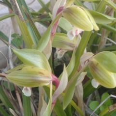 LEDライト付き ノルディックツリー 高さ182センチ - メルカリ