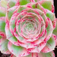 アエオニウム 16種抜き苗セット 根っこあり 名前付 多肉植物 シャネル