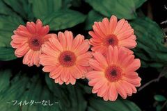 【新品】 MARUMI カメラ用 フィルター マクロ1058mm クローズアップ用 フィルター 35095 oyj0otl