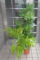 エバーフレッシュ 8号144cm S-shaped tree form - メルカリ