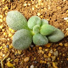 アドロミスクス　グリーンヘレイ　抜き苗　多肉植物