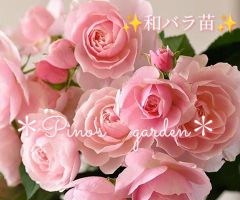ラスト1点✨希少和バラ苗✨コロコロ愛らしいピンク色　和バラ苗　切り花品種　挿し木