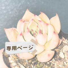 R様　専用ページ