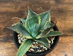 Agave/アガベ パラサナファイヤーボール/頼光錦 短葉/広葉 発根済 送料込み
