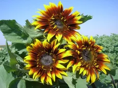 【花の種】ひまわり　F1 ジョーカー ２０粒　二色咲の半八重品種　激レア　珍しい