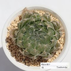 アラクノイデア TK167 ハオルチア 7.5ｃｍポット おすすめ販売 写真の子をお届け 特定販売