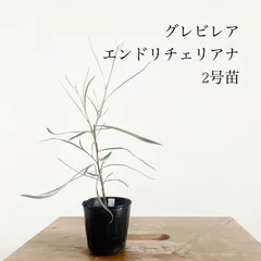 グレビレア エンドリチェリアナ 2号苗 オージープランツ シルバーリーフのサムネイル