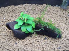 322．流木付き水草 アヌビアスナナプチ 南米ウィローモス
