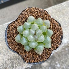 多肉植物 ハオルチア オブツーサ