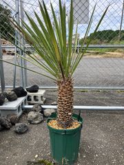 ユッカ マルデヌベス ロストラータ 太株 - メルカリ