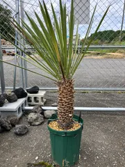 2025年最新】ユッカ フィリフェラの人気アイテム - メルカリ