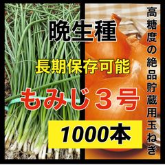 苗の専門店より発送‼️晩生種もみじ3号‼️1,000本‼️