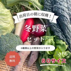 【11月中旬より順次発送】限定30個　農家厳選　とれたて冬野菜セット6種類以上　80サイズ　送料無料