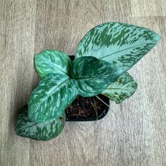 ホヤ プビカリクス シルバーゴースト 【現品・鉢付タグ付・メルカリ便